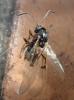 Neuroterus quercusbaccarum